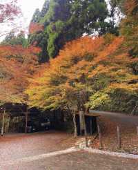 11.24京都高雄紅葉吊橋。京都·高雄