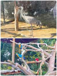 青島森林野生動物世界，萌獸大賞等你來撩。