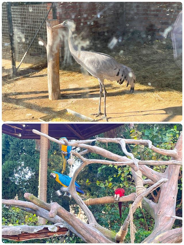 青島森林野生動物世界，萌獸大賞等你來撩。