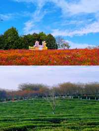 邂逅花開滿園，鳳凰溝等你來遊。