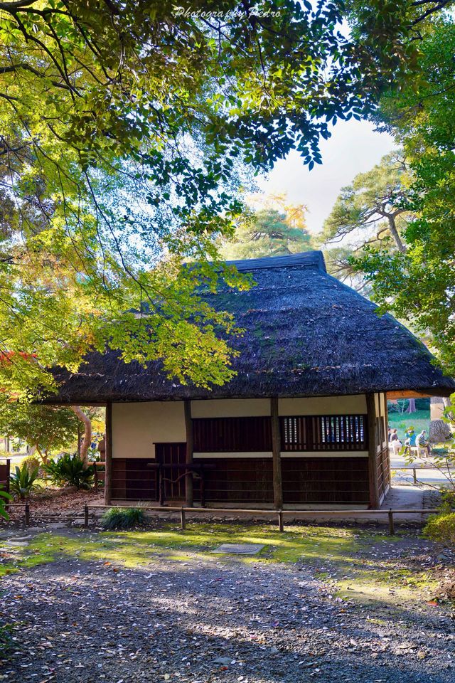 東京賞秋｜最後4天，這個精美的日式庭院不僅有紅葉