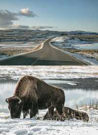 How Stunning is Yellowstone in Winter?