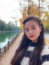 成都這裡的銀杏樹很有味道