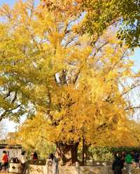 古樹公園的銀杏已到最後觀賞期！