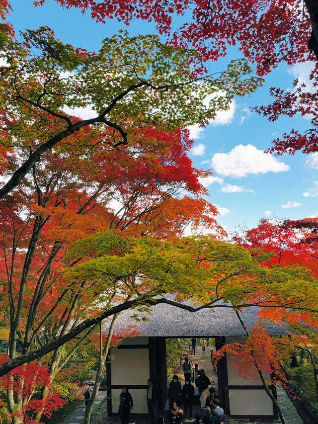 京都紅葉季最不能錯過的地方—常寂光寺