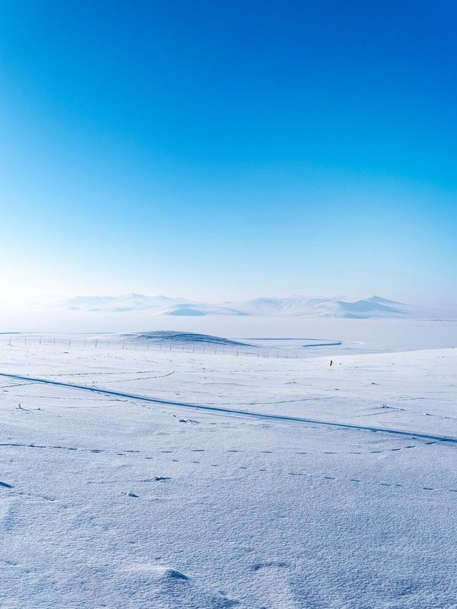 呼倫貝爾雪地裡，白狐狸