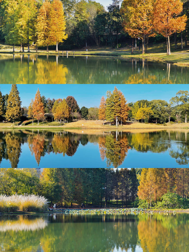 長沙小眾寶藏公園，闖入秋日油畫般紅杉林。