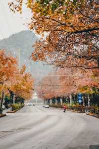 桂林超浪漫的紅楓大道，300棵楓葉樹全紅了！！