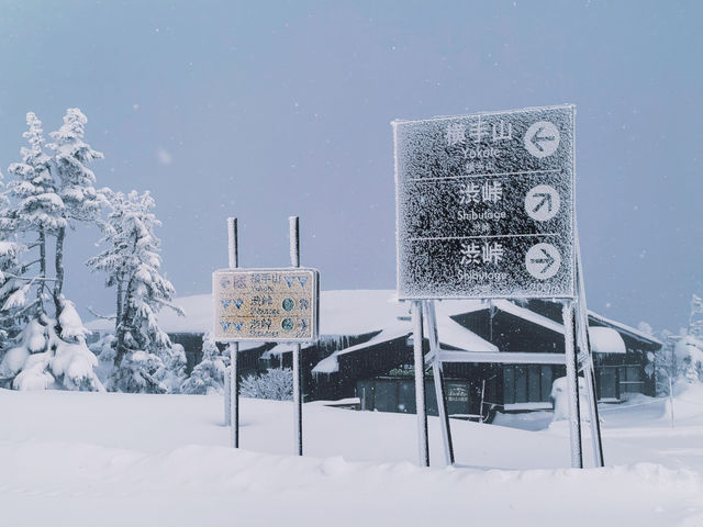 Exploring Nagano's Shiga Kogen Ski Resort: Yokoteyama & Shibutoge