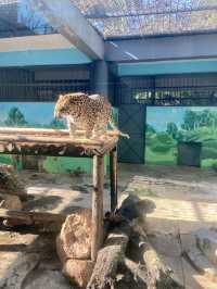 🦒🔥雲南昆明動物園｜是時候去看看可愛的動物了👀