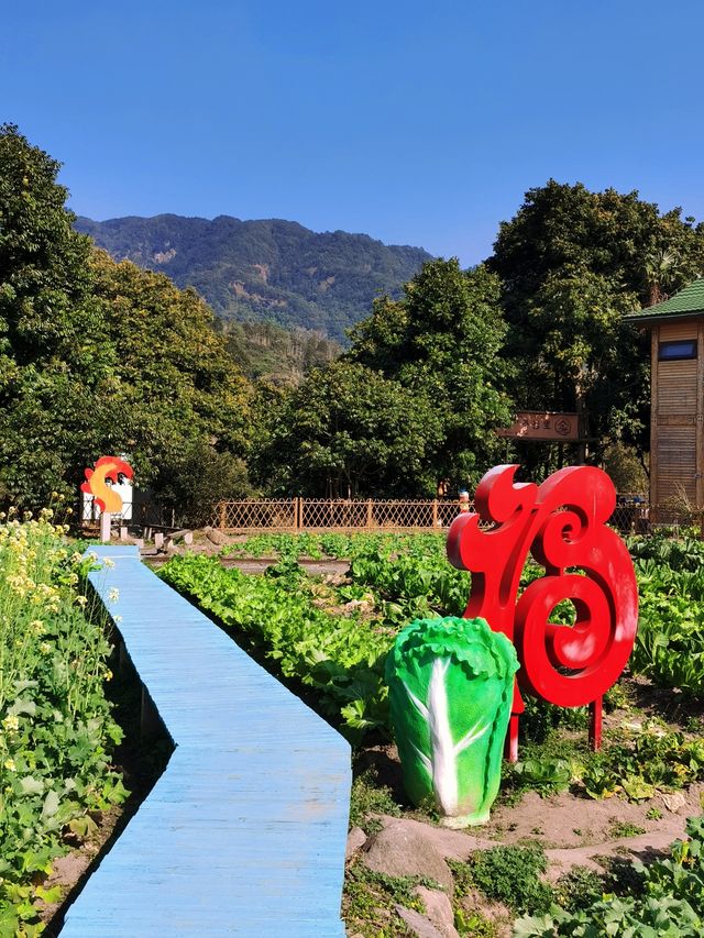 福州賞油菜花觀賞攻略