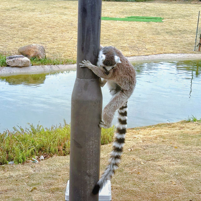 "你絕對沒想到，清遠長隆動物園竟然藏着這些秘密！"