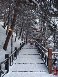 中國雪鄉的魔幻狗熊嶺