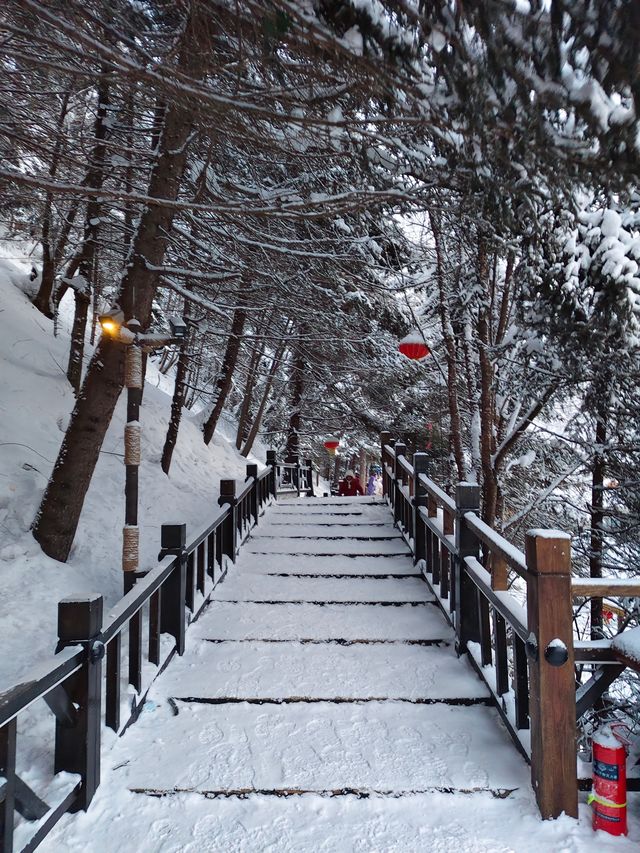 中國雪鄉的魔幻狗熊嶺