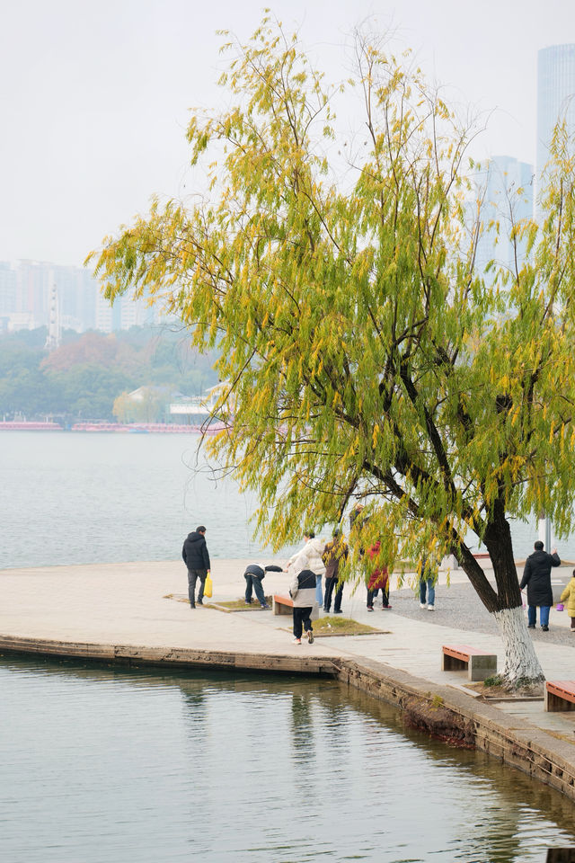 誰懂這是12月的烈士公園