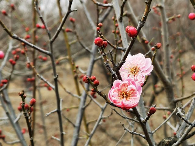 含苞待放嘅垣曲梅花園。