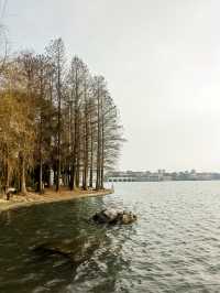 蘇州金雞湖李公堤，湖光山色中顯歷史韻味