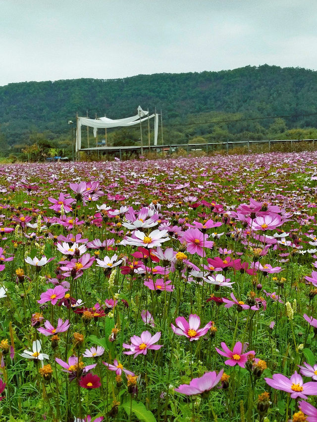 騎行鄉野，秒出春日大片。
騎行鄉野，秒出春日大片🌼