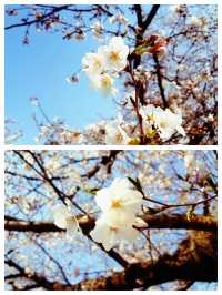 北京賞桃花，春遊香山公園