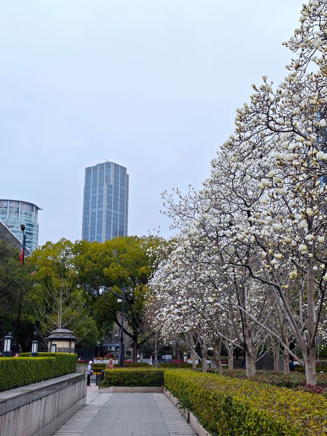 人民廣場白玉蘭盛開🌸