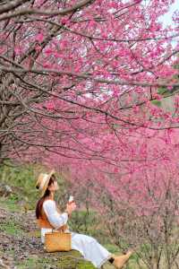 杭州超美櫻花海已到盛花期 錯過等1年