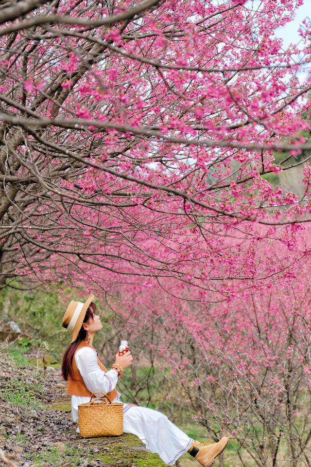 杭州超美櫻花海已到盛花期 錯過等1年