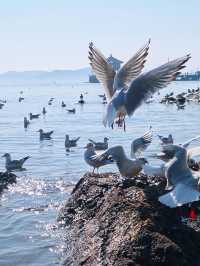 清明踏春 山東青島-威海-煙台遊玩攻略來啦