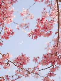🌸貴陽限定!春日早櫻綻放,邂逅莫奈花園