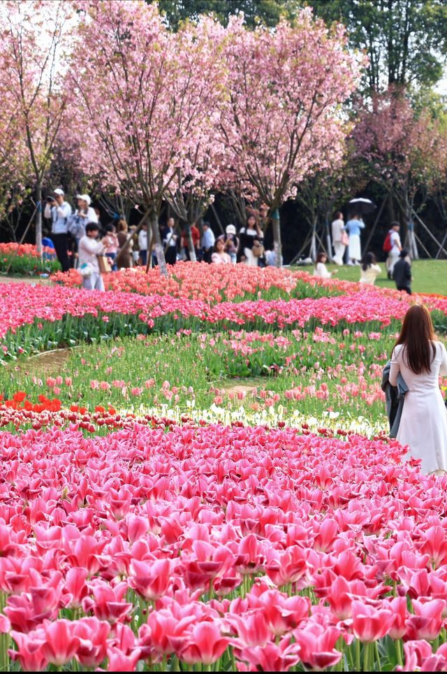 南昌鬱金香花海3月實況 遊玩攻略