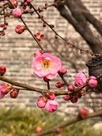 明城牆遺址的梅花～