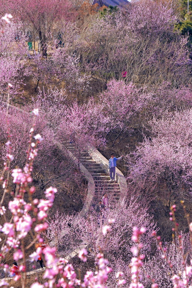 北京賞花新頂流預定！錯過等一年