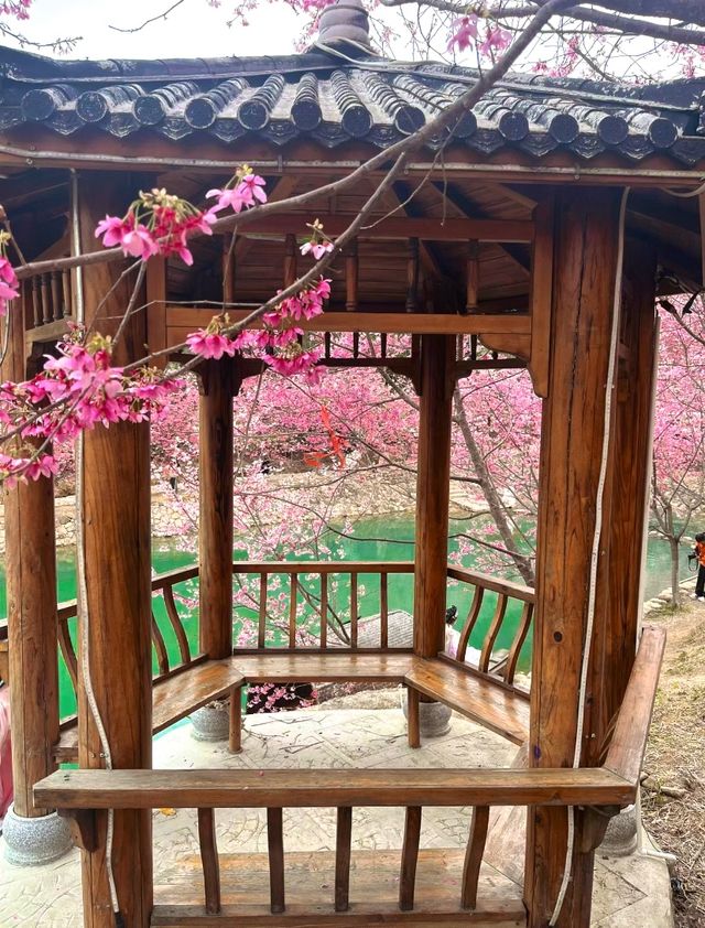 溫州櫻花園藏著的櫻花仙境等你發現