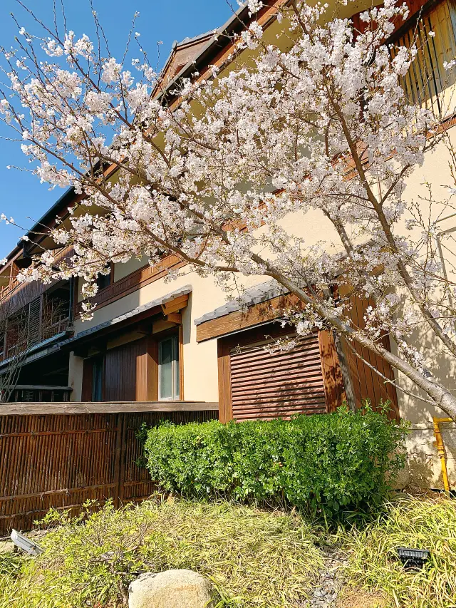 無錫賞櫻｜落櫻入禪意，拈花赴春約