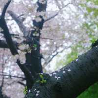 釜山廣安里🌸落櫻繽紛，雨櫻也迷人🌧️