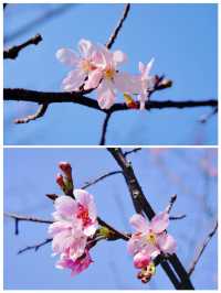 是誰?打翻了翔安中心公園的春日「調色盤」