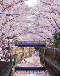 🌸Trip接送機|日本春日出遊指南·東京篇2