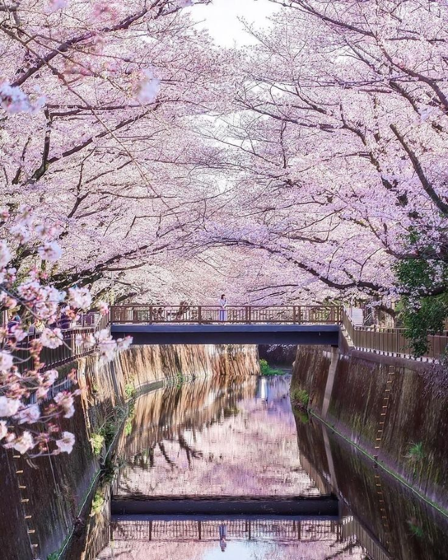 🌸Trip接送機|日本春日出遊指南·東京篇2