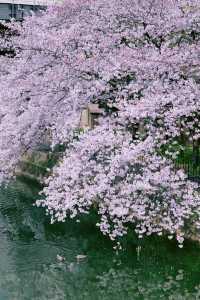 Kyoto and Nara: 4-Day Cherry Blossom Guide 🌸 Detailed Cherry Blossom and Deer Feeding Plan