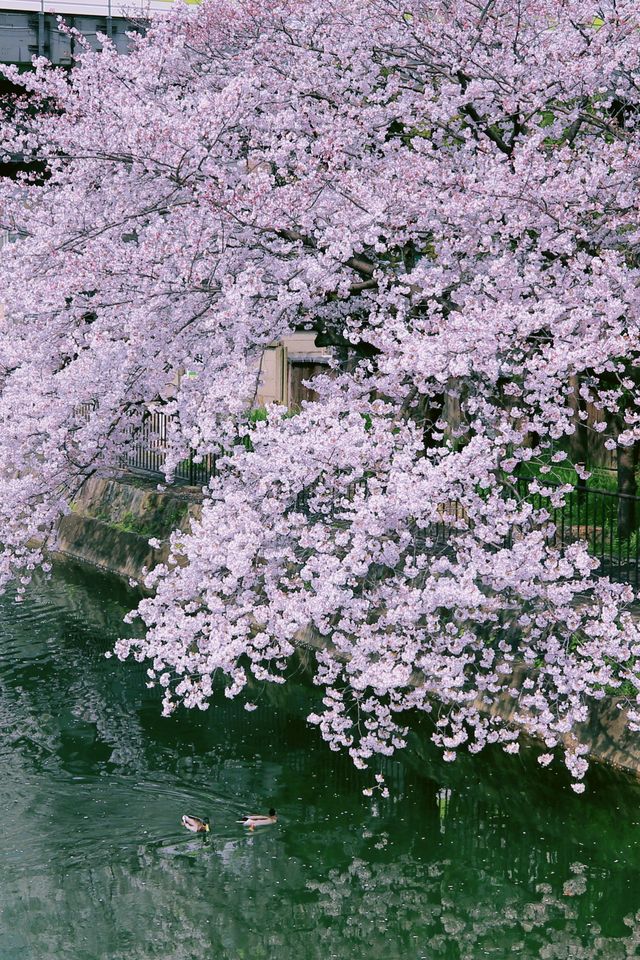Kyoto and Nara: 4-Day Cherry Blossom Guide 🌸 Detailed Cherry Blossom and Deer Feeding Plan