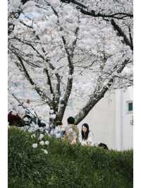 Discover the Hidden Cherry Blossom Gem of Saho River in Nara
