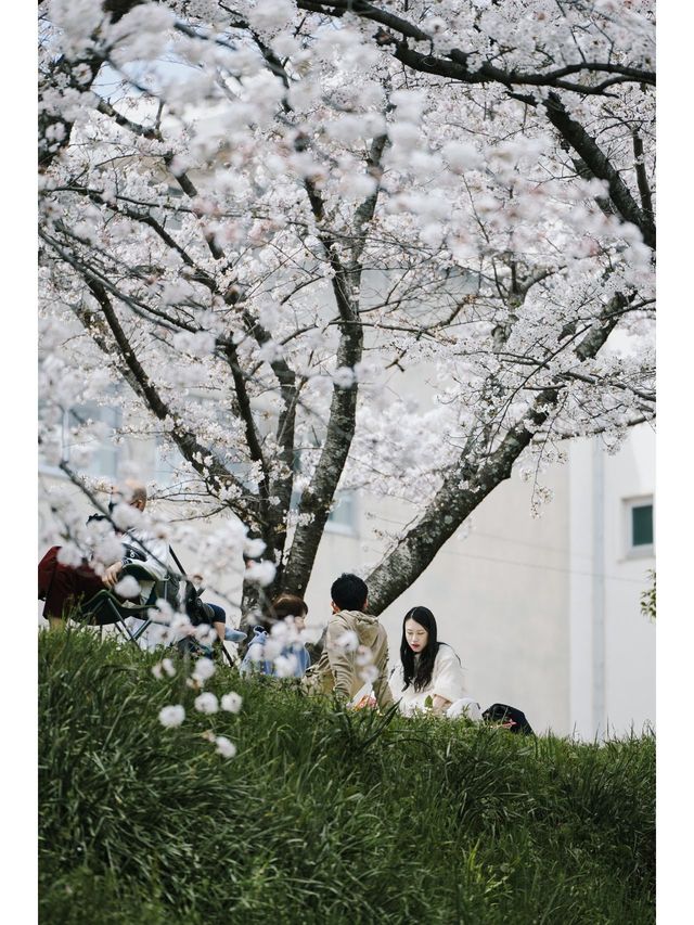 Discover the Hidden Cherry Blossom Gem of Saho River in Nara