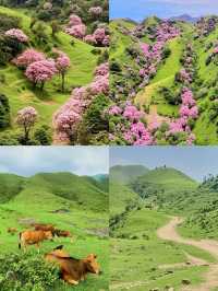 3月徒步賞花🌸廣東這個高山草甸滿山杜鵑花