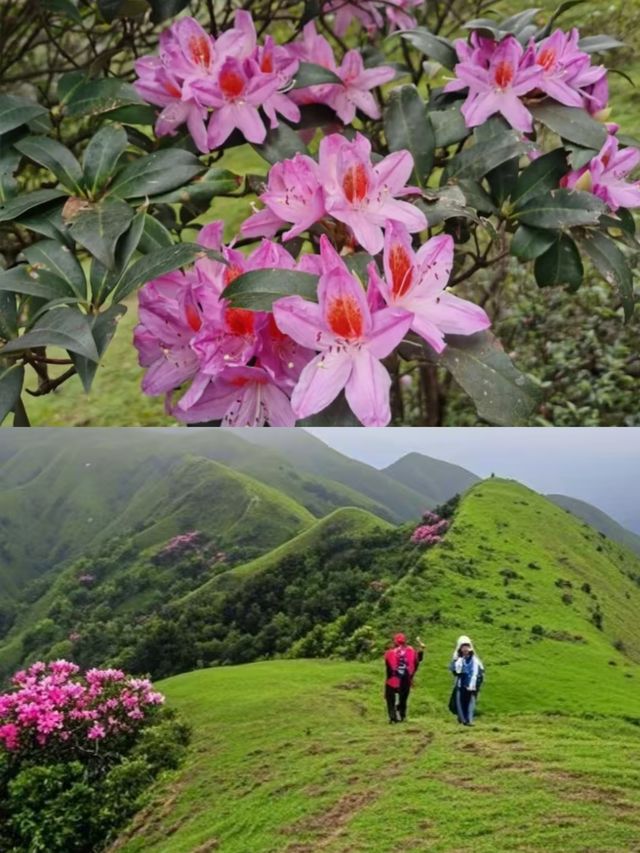 3月徒步賞花🌸廣東這個高山草甸滿山杜鵑花
