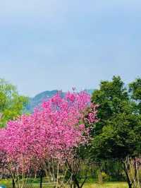 春日限定！北京植物園賞桃花攻略