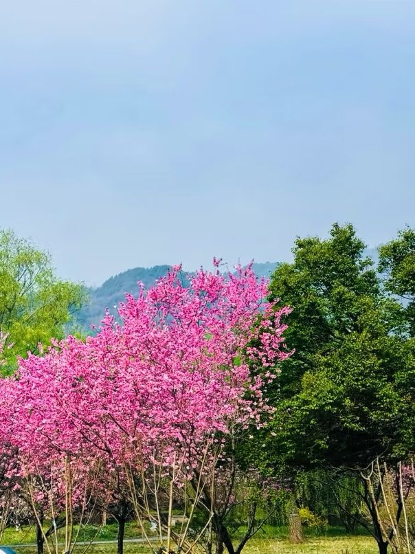 春日限定！北京植物園賞桃花攻略