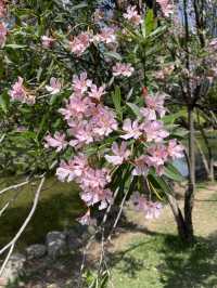 廣州春季賞花攝影點合集（賞花踏青啦）