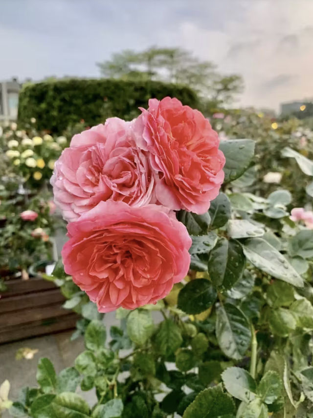 花影流光：漫步花博公園的詩意時光