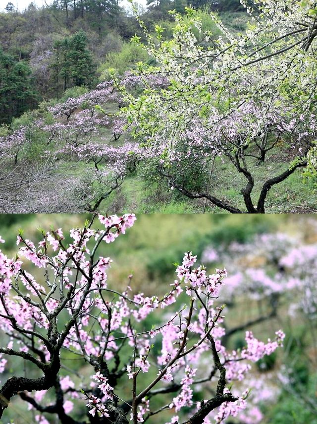 今年春天，嚟歙縣睇桃花啦~