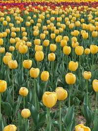 西安賞花遊興慶宮鬱金香花海太美了