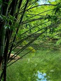 秘境探幽——中山五桂山，藏於城市的綠野仙蹤